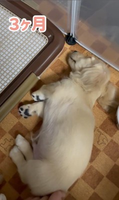 りく君の寝姿5