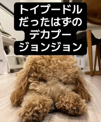 眠る犬5