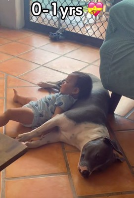 ゆめちゃんに寝そべるハリーくん