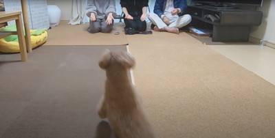 3人並んで座る飼い主の元へと駆け出しているトイプー