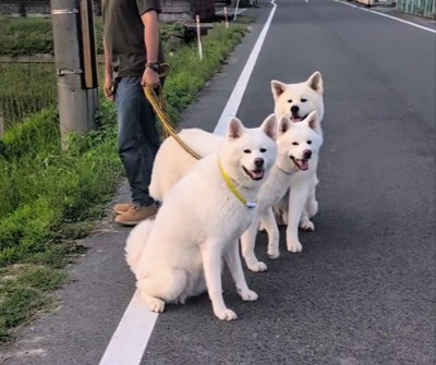 秋田犬家族