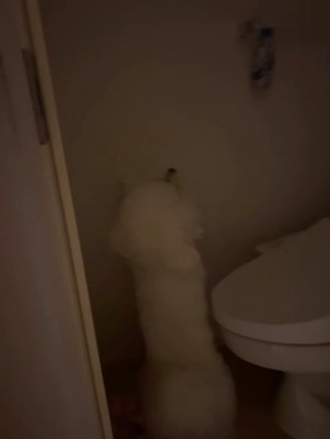 電気が消えたトイレの個室に佇む犬