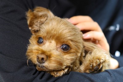 抱っこされるプードル