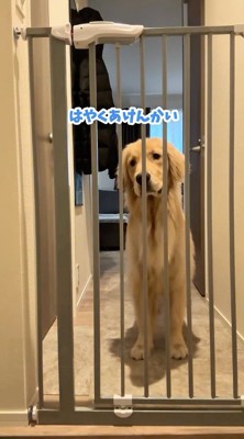 玄関でおすわりをする犬