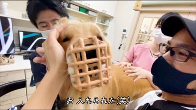 獣医に点耳薬を入れられる犬