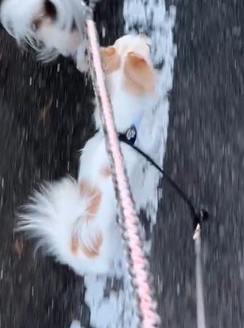 前を見てスタスタと歩く白い犬