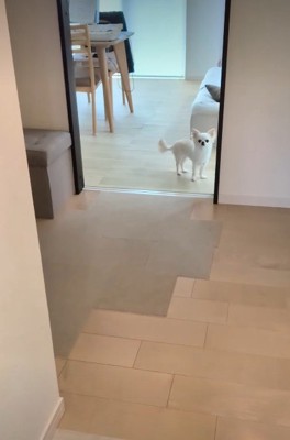寂しそうにお見送り