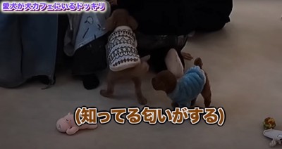 駆け寄るぽんちゃん