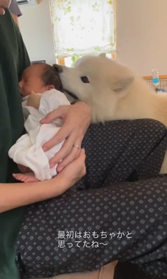 はくちゃんと赤ちゃん