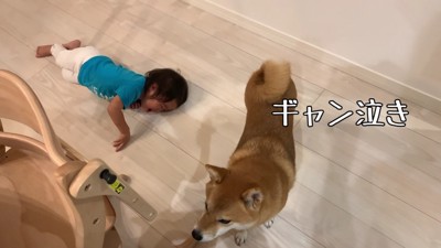 モモ子ちゃんがギャン泣き