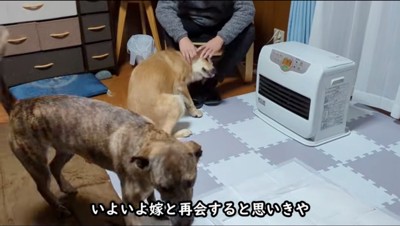 老人に撫でてもらう茶色い犬