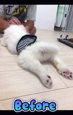 床に寝そべる超大型犬の子犬