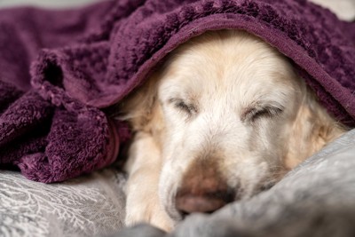 毛布をかけて眠る犬