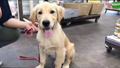 笑顔でカメラを見つめる子犬