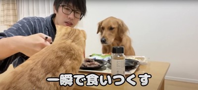 テーブルに乗ろうとする猫を制止する飼い主と猫を見つめる犬