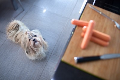 食べものを見上げる犬