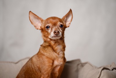 耳がたっている茶色の犬