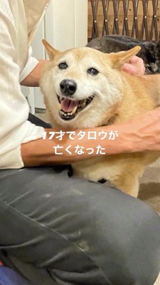 笑顔でカメラを見つめる茶色い犬