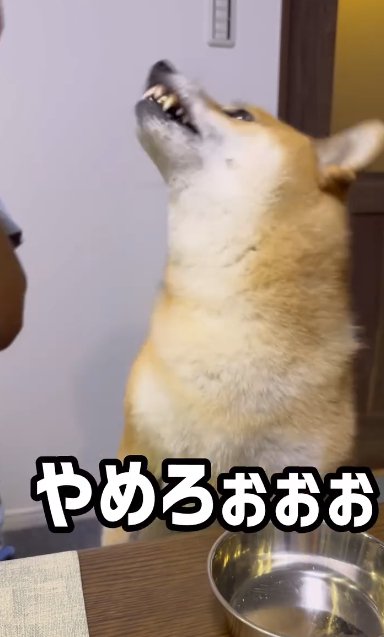 ムキ顔を見せる柴犬