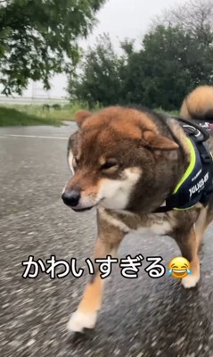 雨が降ってきた時のしんのすけ君7