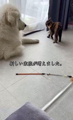 新しい家族「にょにょふく」