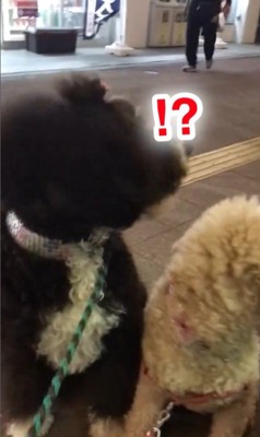 パパさんとプルミちゃん＆バニーちゃんの再会3