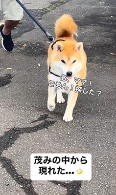 ぶん太くんとパパさんのお散歩6