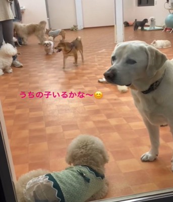 たくさんの犬たち2