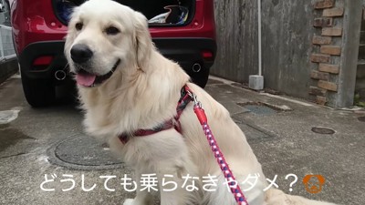 車に乗るのを拒否するギンちゃん