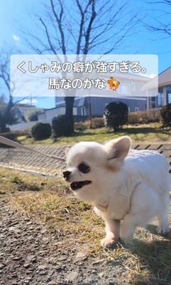 たねちゃんのくしゃみ2