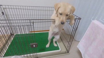 扉を開けてあげたら…