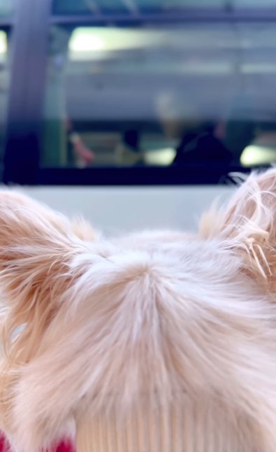 バスの窓から見える男性を見つめるチワワ