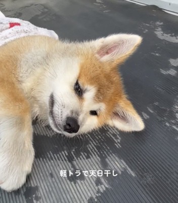 目を細めて寝転ぶ犬