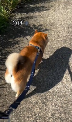 日陰で涼むやまと君