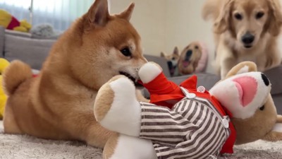 おからちゃんが立ち上がった!!
