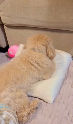 イタズラがバレた時のテンちゃん
