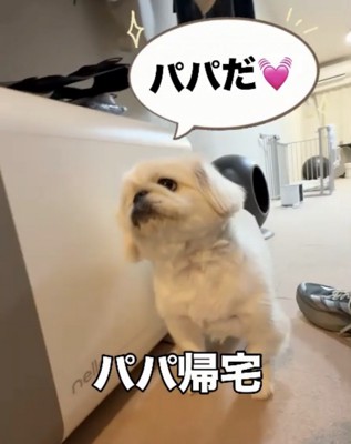 目を輝かせる犬