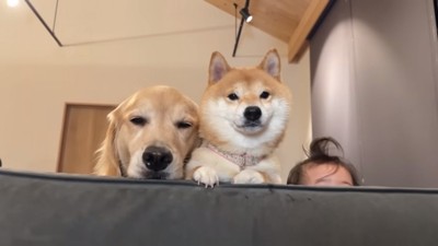 顔を引っ込めるほのちゃんと2匹