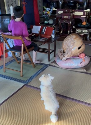 座って待つ犬