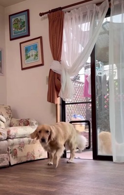 窓から部屋に入る大型犬