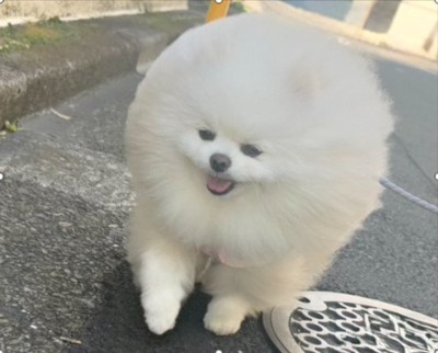 もこもこふわふわ