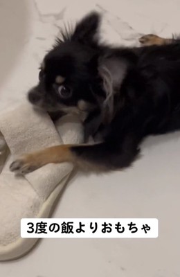 スリッパで遊ぶちまきちゃん