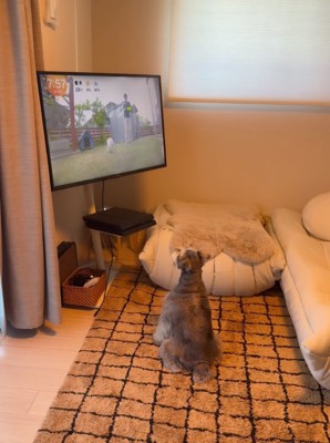 テレビを見ながら鳴く犬