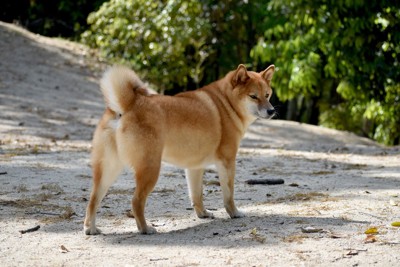 お尻を向ける柴犬