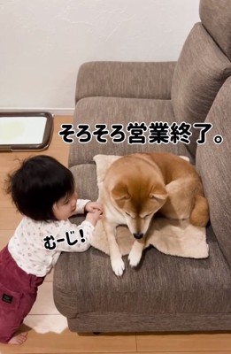 営業終了したむぎちゃん