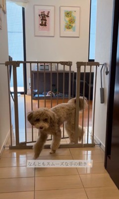 ゲートを開けるマフィンくん2