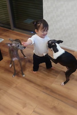 赤ちゃんとワンコたちの日常