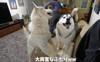 ソファに乗って男の子を見つめるシルバーのハスキー犬と黒いハスキー犬