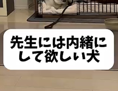 ケージの中で伏せる犬