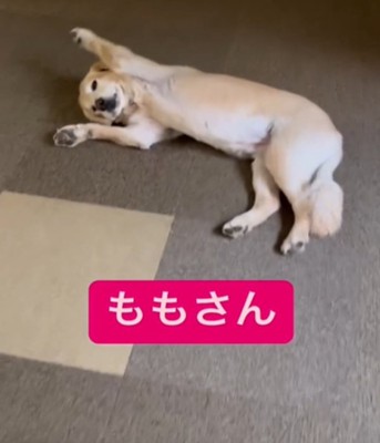 寝そべる犬